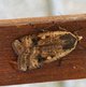 Hausmutter image-89743
