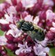 Schwarze Augenfleck-Schwebfliege image-89655