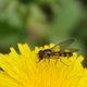 Späte Frühlingsschwebfliege image-89651