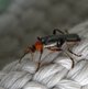 Rotschwarzer Weichkäfer image-89683