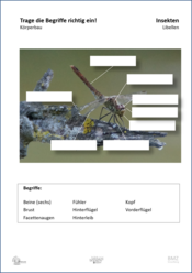 ABL_Insekten_Libellen_Koerperbau