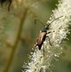 kleiner Schmalbock image-89694