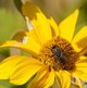 Graue Fleischfliege image-89643