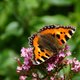 Kleiner Fuchs image-89701