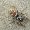 Zebraspringspinne image-89818