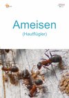 52a_Ameisen-hoch