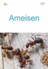 52a_Ameisen-hoch