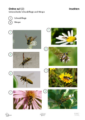 ABL_Insekten_Allgemein_Ordne_zu_2