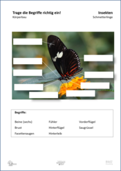 ABL_Insekten_Schmetterlinge_Koerperbau