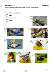 ABL_Insekten_Allgemein_Ordne_zu_3