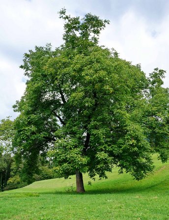 Walnuss-a-Baum