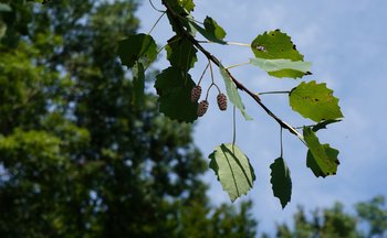 Erle-Blatt