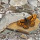 Mauerfuchs image-89715