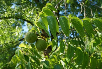 Schwarznuss-Blatt
