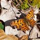 C-Falter image-89711