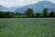 14. Riedlandschaft (Matschelser Ried) 