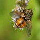 Igelfliege image-89624