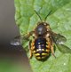 Garten-Wollbiene image-89580