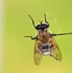 Narzissenschwebfliege image-89652