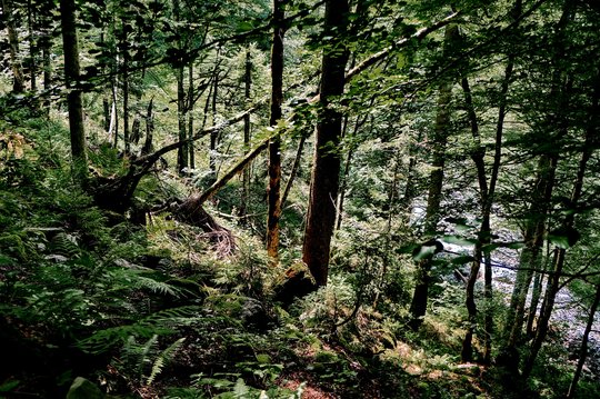 02. Urwald