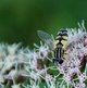 Gemeine Sonnenschwebfliege image-89628