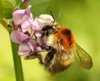 Bild_Wissenswertes_Insekten