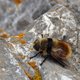 Pelzschwebfliege image-89625