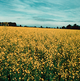 image-67410