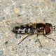Späte Großstirnschwebfliege image-89635