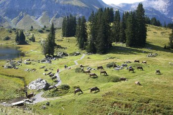 06. Alpwirtschaft