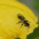Schwebfliege Eumerus Sp. image-89626