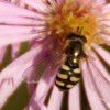 Gemeine Feldschwebfliege Gemeine Feldschwebfliege