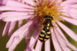 Gemeine Feldschwebfliege Gemeine Feldschwebfliege