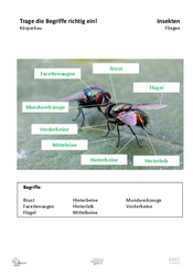 ABL_Insekten_2026_Loesungen_Fliegen
