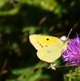Zitronenfalter (Gelbling) image-89733
