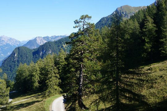 11. Nadelwald
