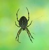 Kreuzspinne image-89820